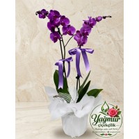 Çift Dal Özel Tasarım Mor Orkide (Phalaenopsis) Çift Dal Özel Tasarım Mor Orkide (Phalaenopsis)